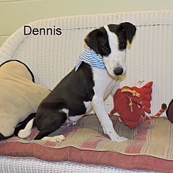 Thumbnail photo of Dennis #1
