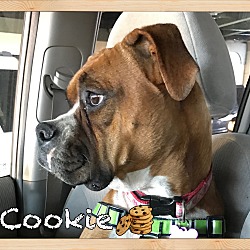 Thumbnail photo of Cookie #4