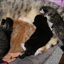 Thumbnail photo of Mama June & Kittens #2