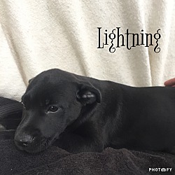 Thumbnail photo of Lightning #2