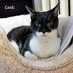 Thumbnail photo of Cook #2