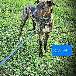 Thumbnail photo of Scarlett($50 adopt fee) #1