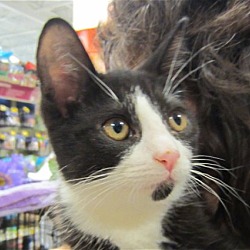 Thumbnail photo of Sylvester Adopted Feb 15 #3