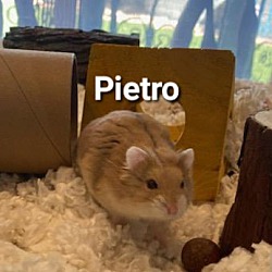 Photo of Pietro