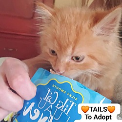 Thumbnail photo of TAILS #2