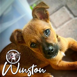 Thumbnail photo of Winston Wonka #1
