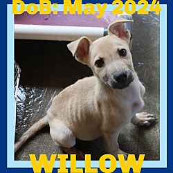 Thumbnail photo of WILLOW-Boy #4