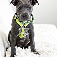adopt a pet