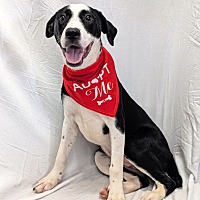 adopt a pet