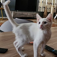 adopt a pet