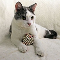 adopt a pet