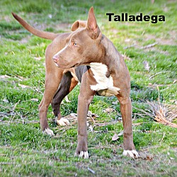 Thumbnail photo of Talladega~adopted! #2