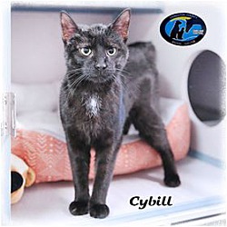 Thumbnail photo of Cybill #1