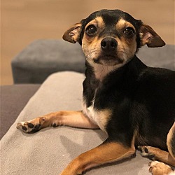 Photo of Jerri Lee a Dachshund-Chihuahua