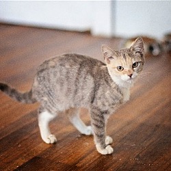 Thumbnail photo of Glitter(Barn Cat) #2
