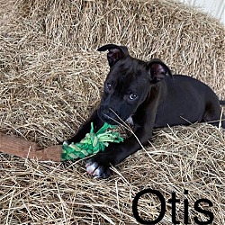Photo of Otis (4/23)