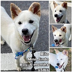 Photo of Milo from Korea