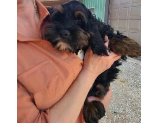 St. Paul, MN - Cockapoo. Meet Harper a Pet for Adoption - AdoptaPet.com