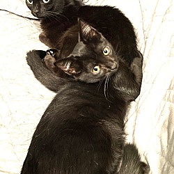 Thumbnail photo of BONDED PAIR-INKY AND BLINKY #1