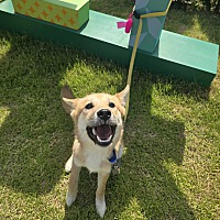 adopt-pet