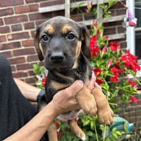 adopt a pet