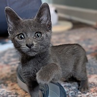 adopt a pet