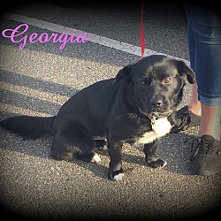 Thumbnail photo of Georgia #2