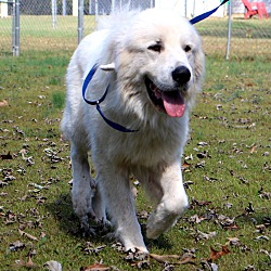 Thumbnail photo of Brody~adopted! #4
