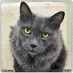 Thumbnail photo of Gray #1