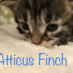 Thumbnail photo of Atticus Finch #2