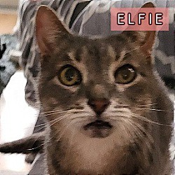 Photo of ELFIE