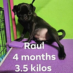 Photo of raul