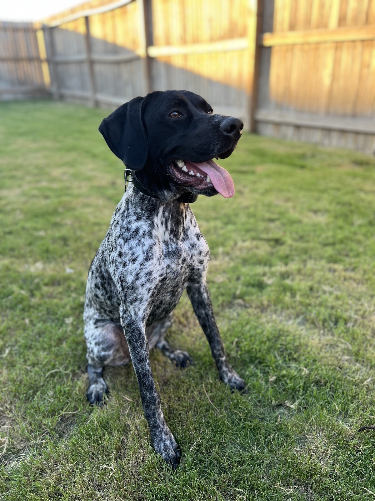 Adopt Sadie a Black - with Gray or Silver German Shorthaired Pointer ...