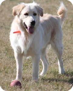 maremma cross labrador puppies