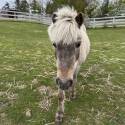 Adopt a Pet :: MUFFIN - Methuen, MA -  Pony - Shetland