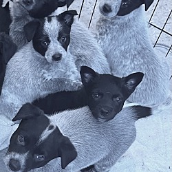 Thumbnail photo of HEELER BABY GIRLS #2