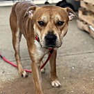 Adopt A Pet :: Bizkit - Lancaster, OH