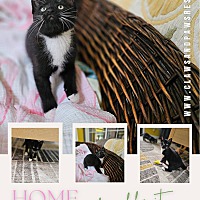 adopt a pet