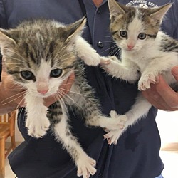 Thumbnail photo of 2 Kittens - 6 wks #2