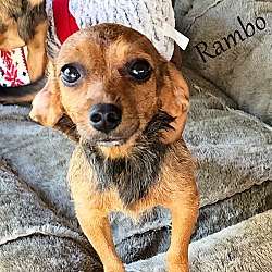 Photo of Rambo~7 lbs~