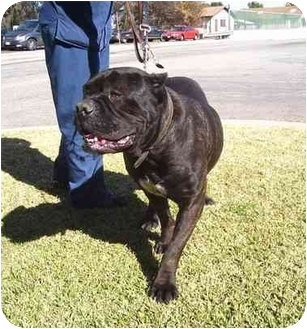 bullmastiff cropped ears