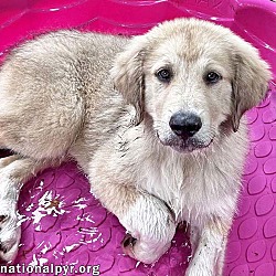 Photo of Rowley in MA - Sweet, Relaxed & Loves Water!