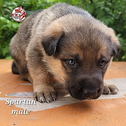 Thumbnail photo of Spartan #3