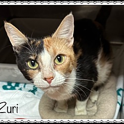 Thumbnail photo of ZURI #2