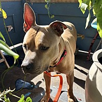 adopt a pet