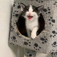 adopt a pet