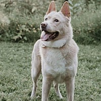 adopt a pet