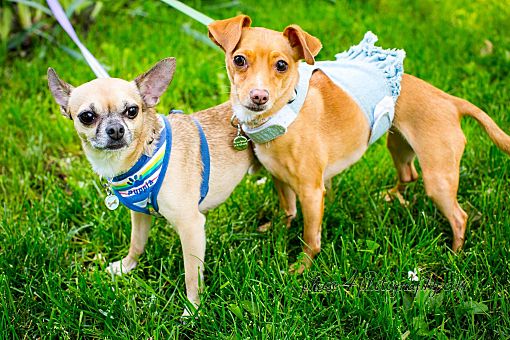 Pittsburgh, PA Chihuahua. Meet Milo and Lola a Pet for