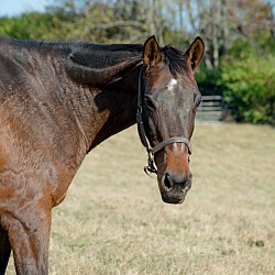 Thumbnail photo of Katrina-companion horse #1