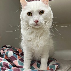 Photo of Feta